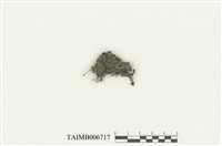 藏品(單月蘚)的圖片